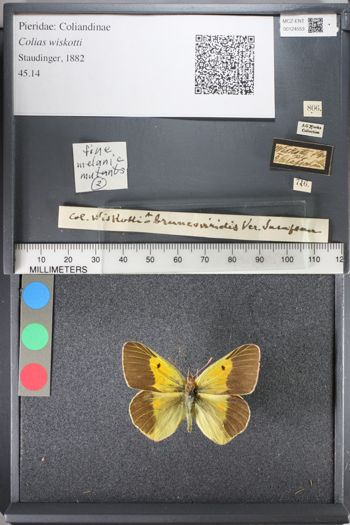Media type: image;   Entomology 124553